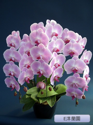 ��ĳ�������ء˥ԥ󥯡�3�ܡ���E������ E-6��