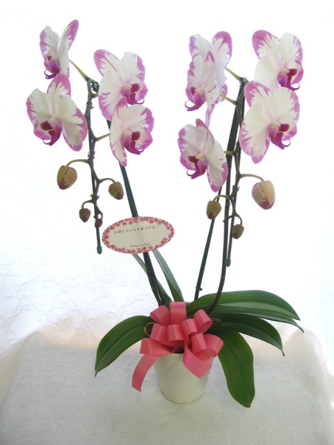 胡蝶蘭 大輪 スイーティー 2本 大沢洋蘭園oo 79 胡蝶蘭 ピンク 大輪 胡蝶蘭の駅