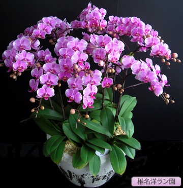 ĳʥߥǥ˥ǥ10ܡ̾Υ SN-11