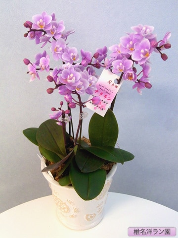 胡蝶蘭（テーブル）サクラン 3本 【椎名洋ラン園 SN-13】 | 胡蝶蘭