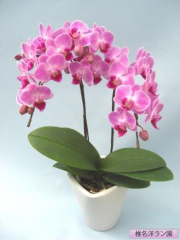 ��ĳ���ʥߥǥ����˥����꡼��2�ܡ�����̾�Υ��� SN-14��