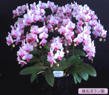 ��ĳ���ʥߥǥ����˥����10�ܡ�����̾�Υ��� SN-17��