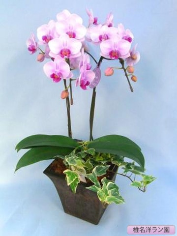 ��ĳ���ʥߥǥ����˥����2��G�󤻡�����̾�Υ��� SN-18��