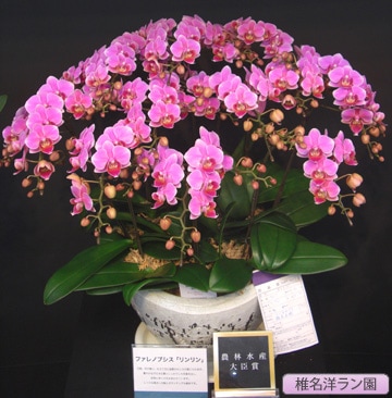 ��ĳ���ʥߥǥ����˥����10�ܡ�����̾�Υ��� SN-23��