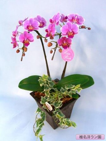 ��ĳ���ʥߥǥ����˥����2��G�󤻡�����̾�Υ��� SN-24��