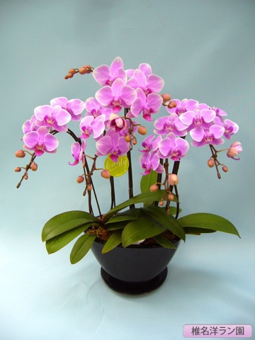 胡蝶蘭（ミディー）キャンディー 5本 【椎名洋ラン園 SN-9】 | 胡蝶蘭