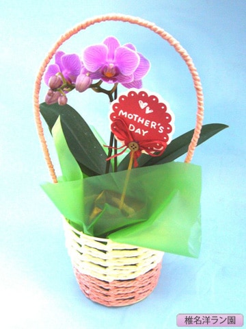 ��ĳ���ʥޥ������˥ϥ�ɥХ����åȡ�����̾�Υ��� SN-25��