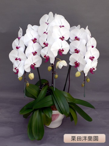 ��ĳ�������ءˡ�����3�ܡ��ڷ��������� KR-7��