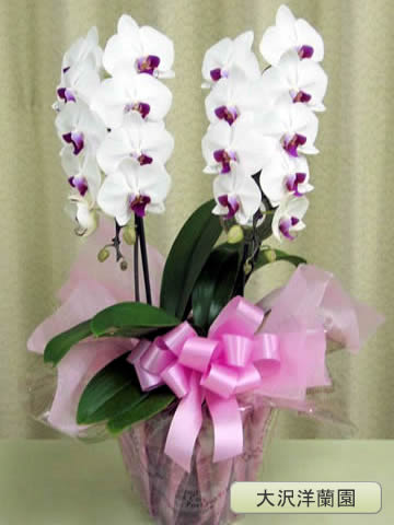 ��ĳ�������ء����֡�2�ܡ������������� OO-23��