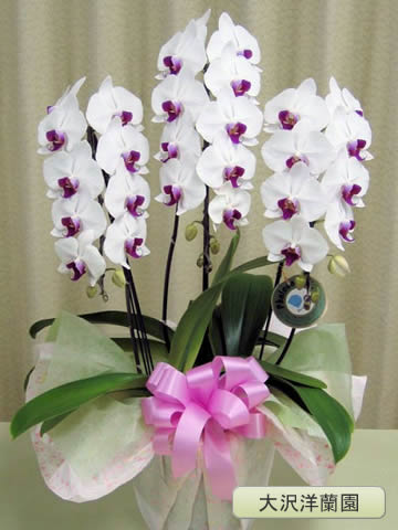 ��ĳ�������ء�����3�ܡ������������� OO-28��