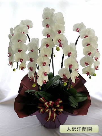 ��ĳ�������ء�����5�ܡ������������� OO-30��