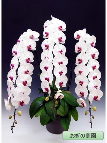 ��ĳ�������ء����֡�3�� �ڤ��������� OG-59��