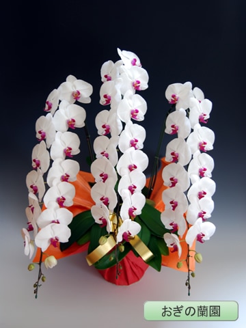 ��ĳ�������ء����֡�3�� �ڤ��������� OG-60��