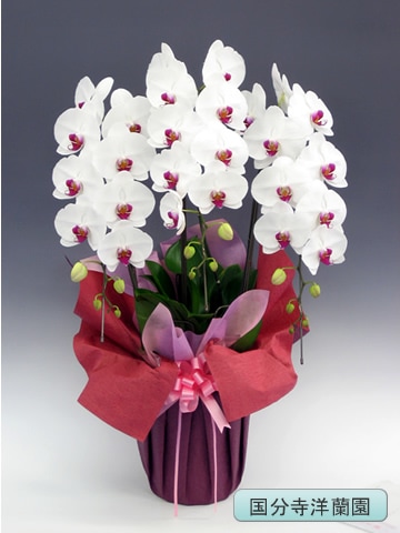 ��ĳ�������ء����֡�3�� �ڹ�ʬ�������� KU-27��