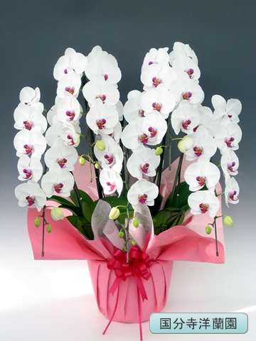 ��ĳ�������ء����֡�5�� �ڹ�ʬ�������� KU-41��