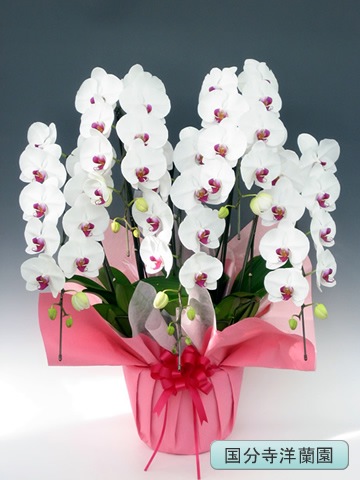��ĳ�������ء����֡�5�� �ڹ�ʬ�������� KU-45��