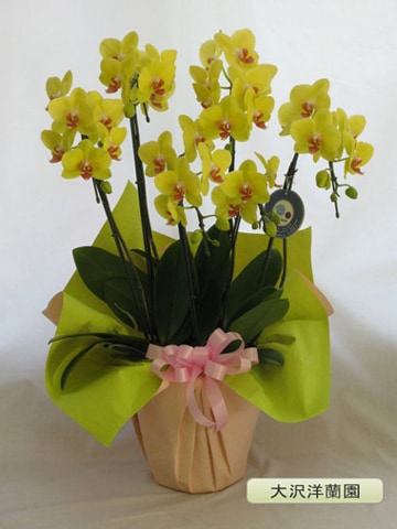 ��ĳ�������ء˥���ϡ���5�ܡ������������ࡡOO-64��