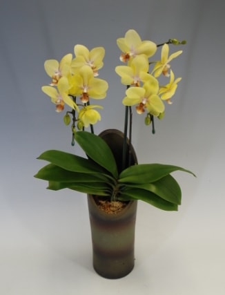 �����ϡ�������2��Ω���ڿ��������� MO-41��