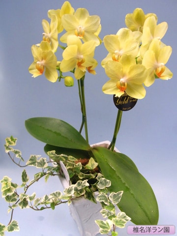 ��ĳ���ʥߥǥ����˥��󥹥饴��������ϥ����꡼��2��G�󤻡�����̾�Υ��� SN-4��