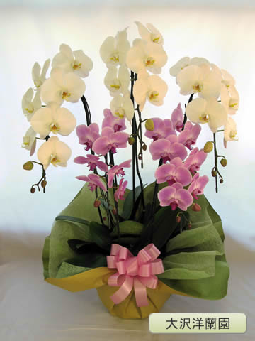 ��ĳ�������ء�MIX���顼��5�ܡ������������� OO-31��