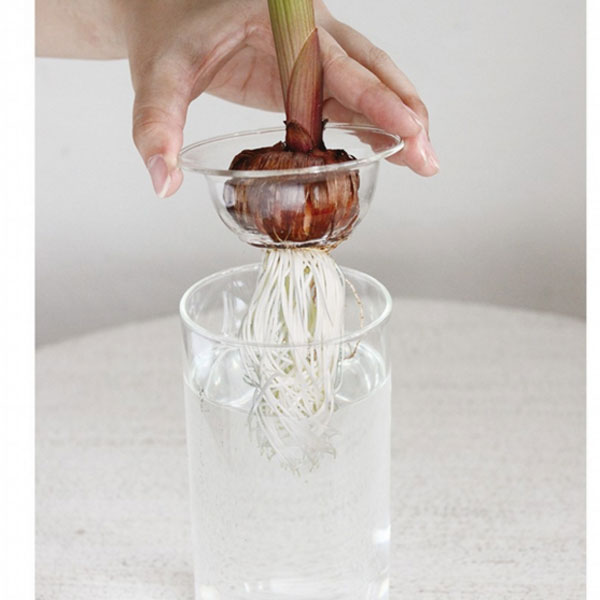 BULB VASE LONG �庬�ѥե��١��� ���� �崹����ñ ���ꥢ ���饹 �ִ� ����