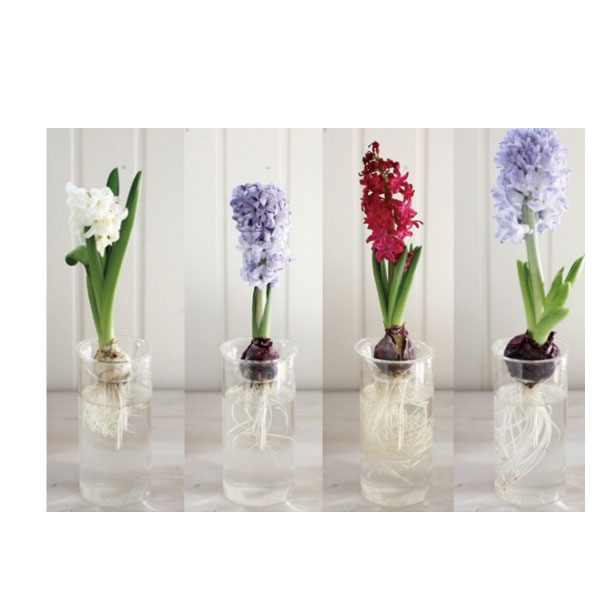 BULB VASE LONG �庬�ѥե��١��� ���� �崹����ñ ���ꥢ ���饹 �ִ� ����