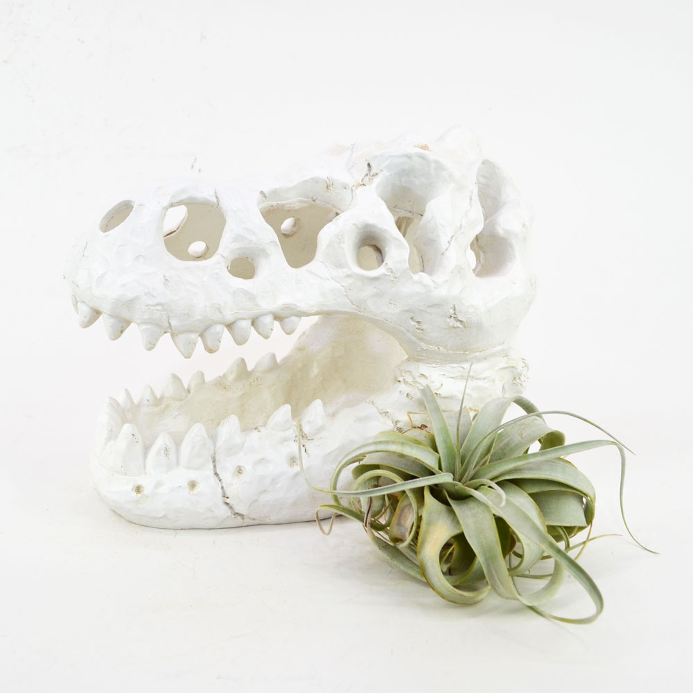 �����ʥ��������� ���֥��� ������ε �� ���� ��ʪ ��ʪ