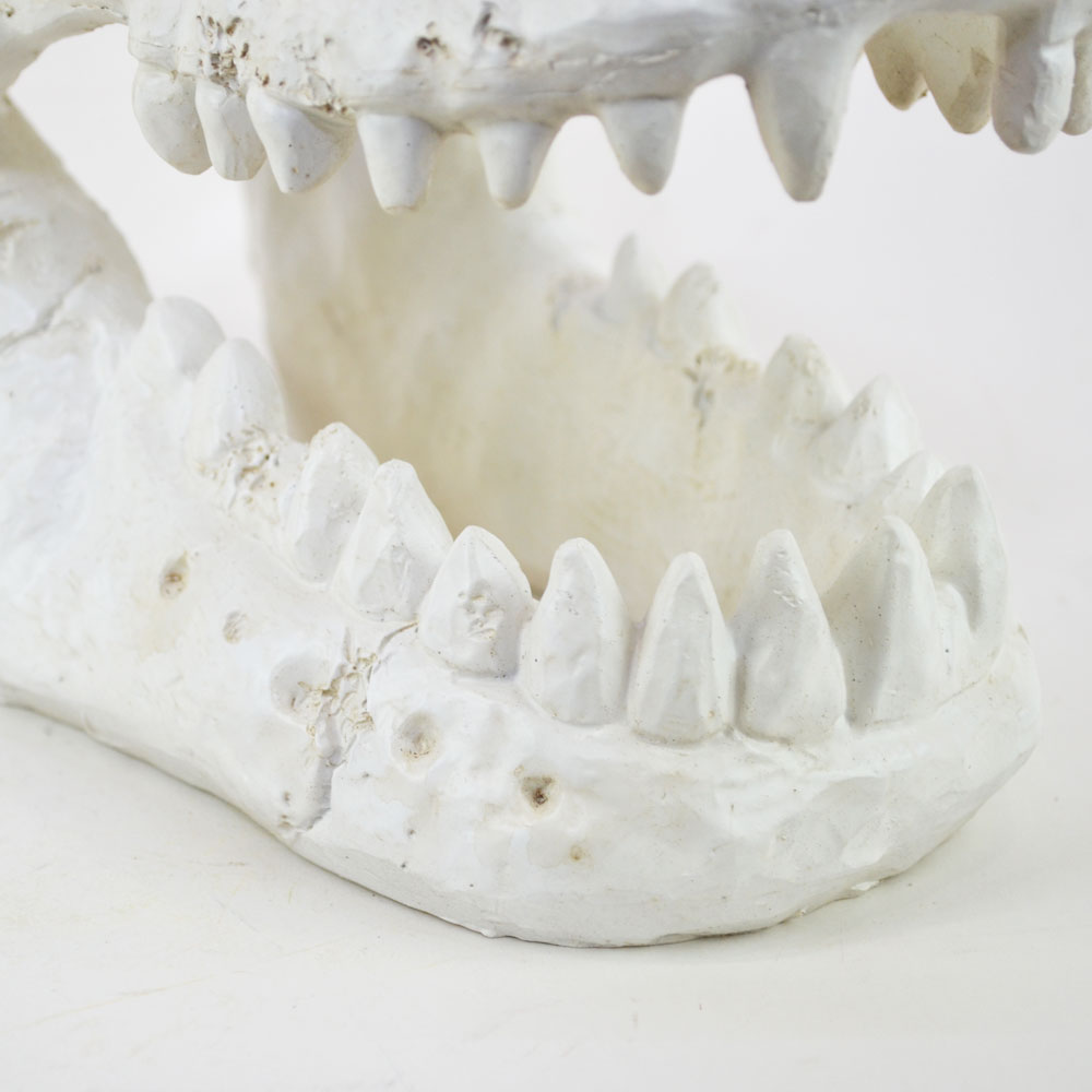 �����ʥ��������� ���֥��� ������ε �� ���� ��ʪ ��ʪ