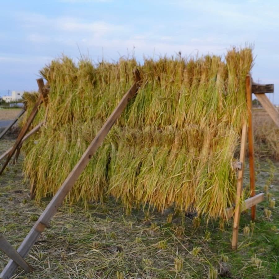 eden米 5kg（2025年産）