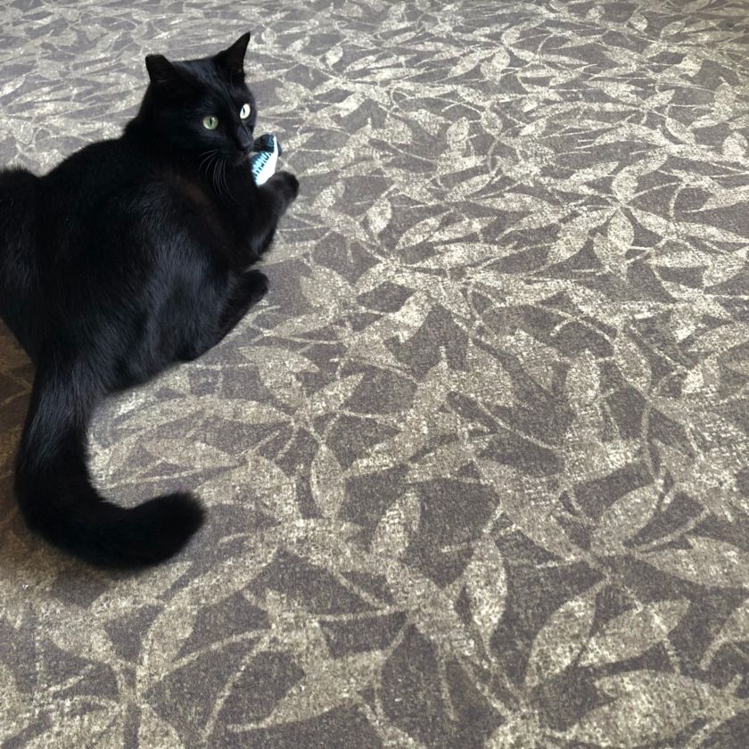 【メートル切売り】フロテックスシート サンゲツ ZF0224 Flotex （購入単位：本）