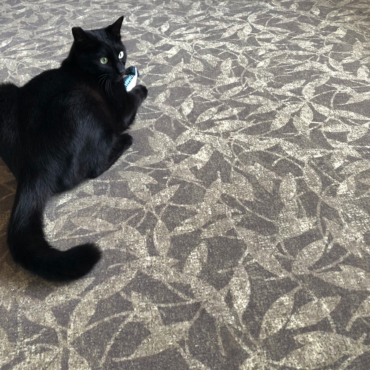 【メートル切売り】フロテックスシート サンゲツ ZF0224 Flotex （購入単位：本）