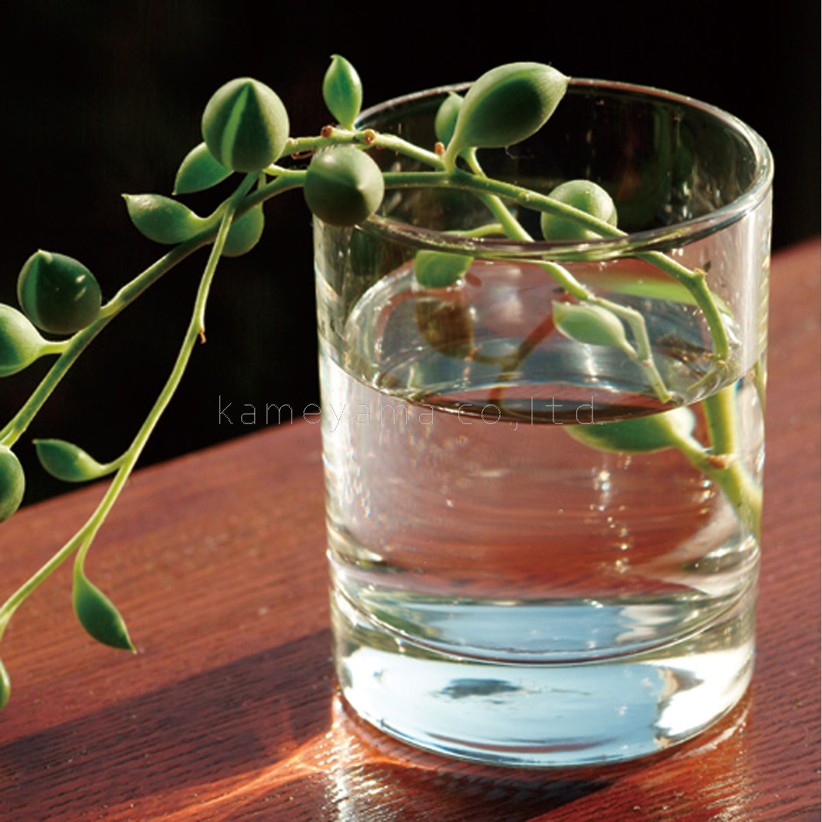 󥭡ɥ ץ顼 Ź YANKEE CANDLE 饹ۥ ݎĎގَΎَގ 71110000 A49B B3C C3D D0E E00F