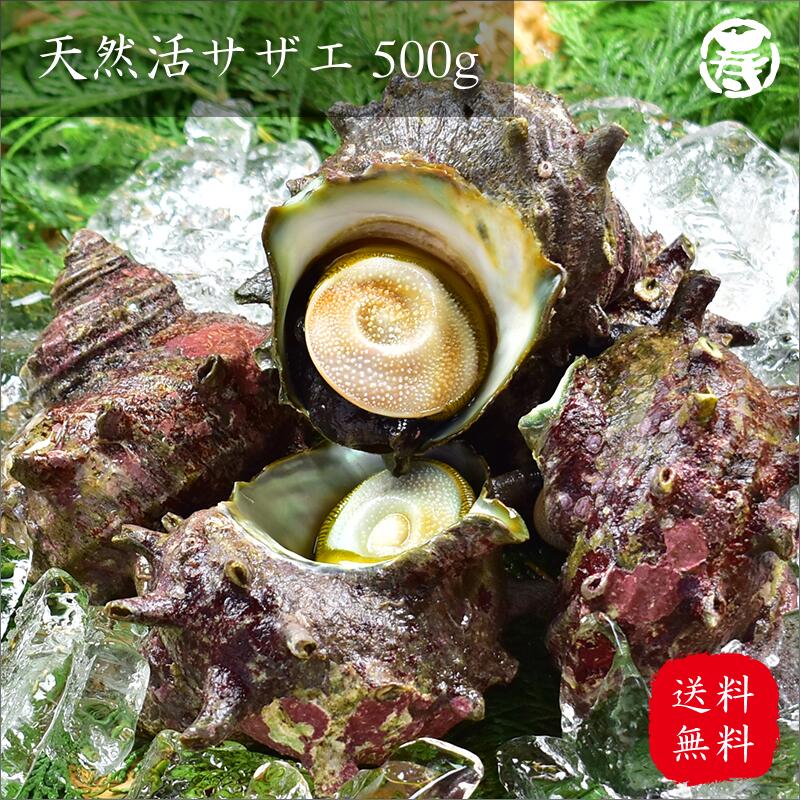 天然サザエ500g(三重県産)【送料込】