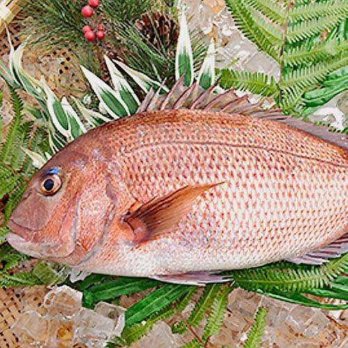 活〆紀州みやび鯛（三重県産）【送料込】