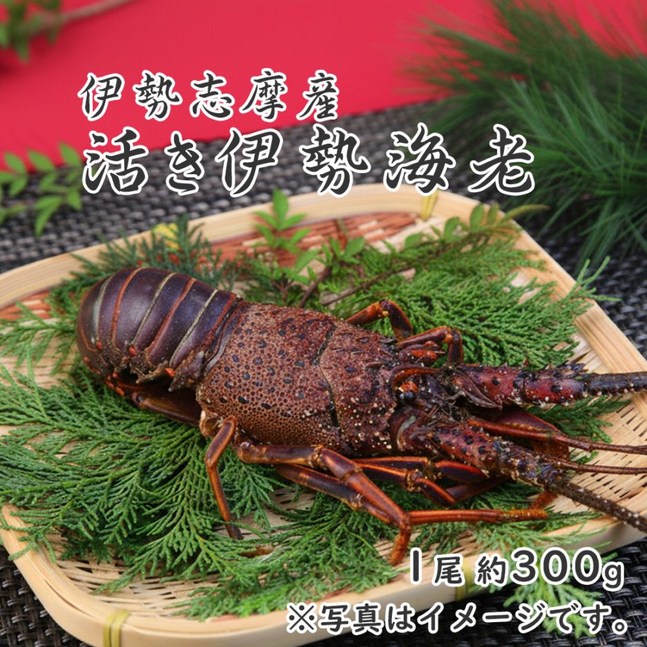 伊勢志摩産 活き伊勢海老【送料込/オンチ水産】