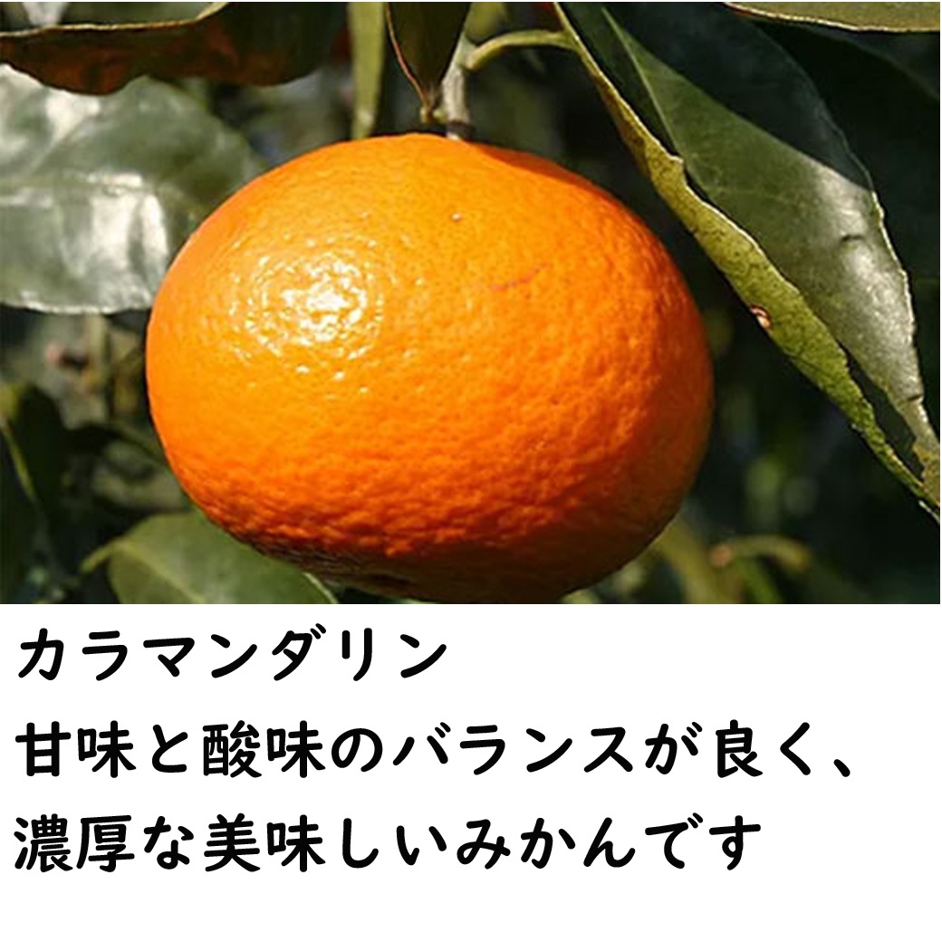 みかんジュース200ml×6（カラマンダリン・温州・甘夏）MK-6【送料込