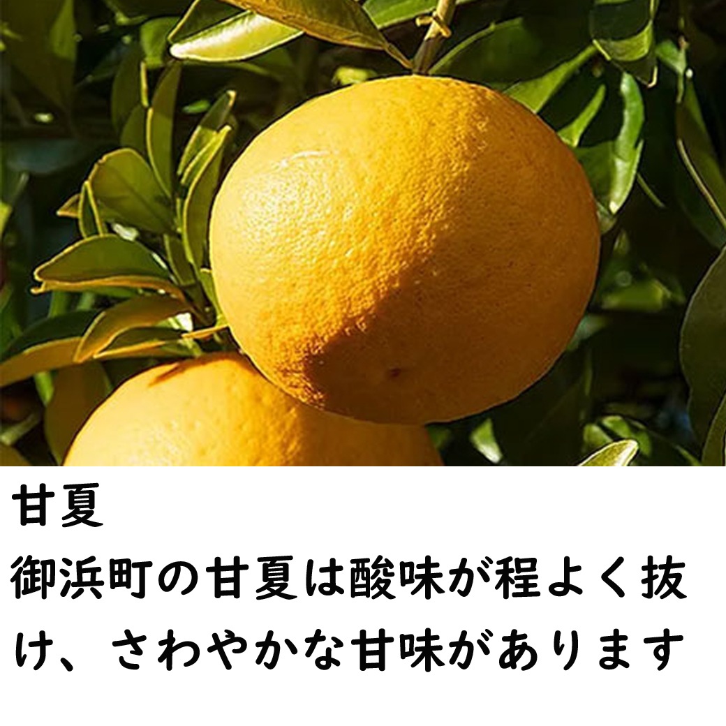 みかんジュース200ml×6（カラマンダリン・温州・甘夏）MK-6