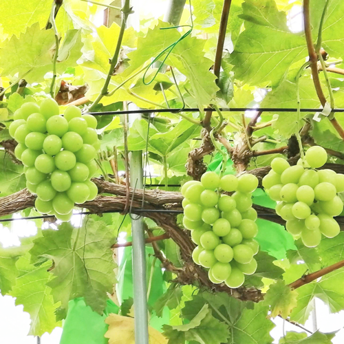 期間限定】シャインマスカット【送料込/たかやま葡萄園】|リージョ