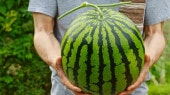 熊本植木産スイカ「まつりばやし777」4Lサイズ