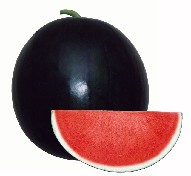 ブラックジャック 約8Kg～11Kg