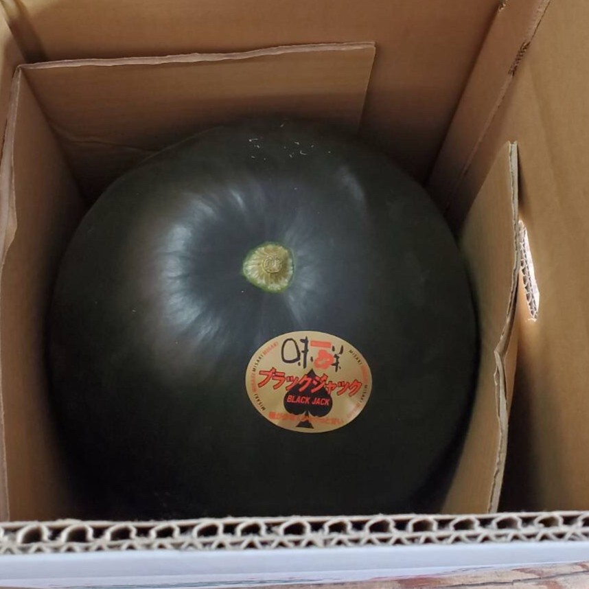 ブラックジャック 約8Kg～11Kg