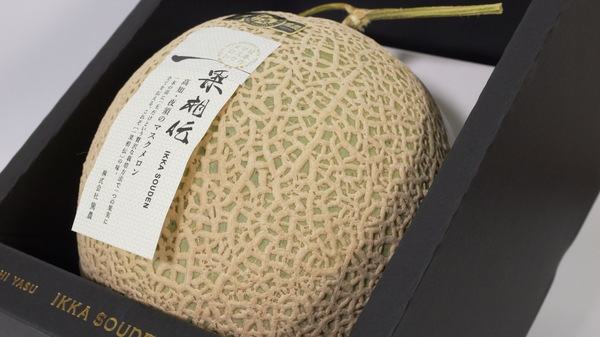 一果相伝 マスクメロン 1.6Kg(特選)