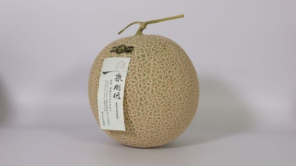 一果相伝 マスクメロン 1.6Kg(特選)