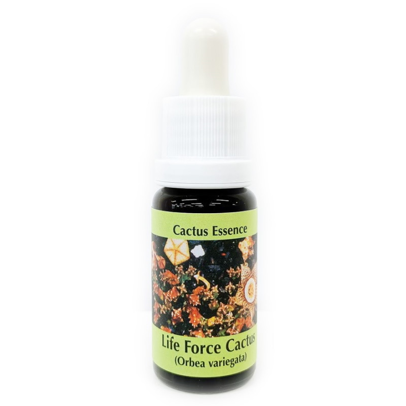 ライフ フォース カクタス《コルテPHIエッセンス》15ml