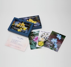 バッチアファメーションカード（日本語版）《FESフラワーエッセンス