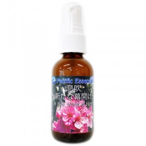 ©�᥹�ץ졼�ʿ������볫���ˡԥѥ��ե��å����å��󥹡�50ml