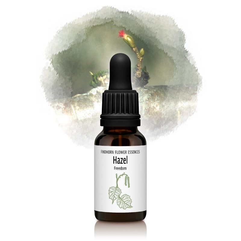 ヘーゼル（解放と自由）《フィンドホーンフラワーエッセンス》15ml