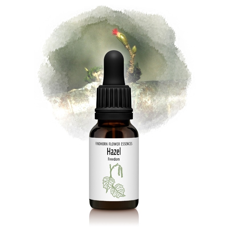 ヘーゼル（解放と自由）《フィンドホーンフラワーエッセンス》15ml