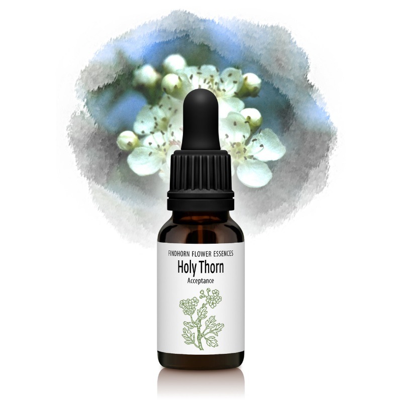 ホーリーソーン（再生と創造）《フィンドホーンフラワーエッセンス