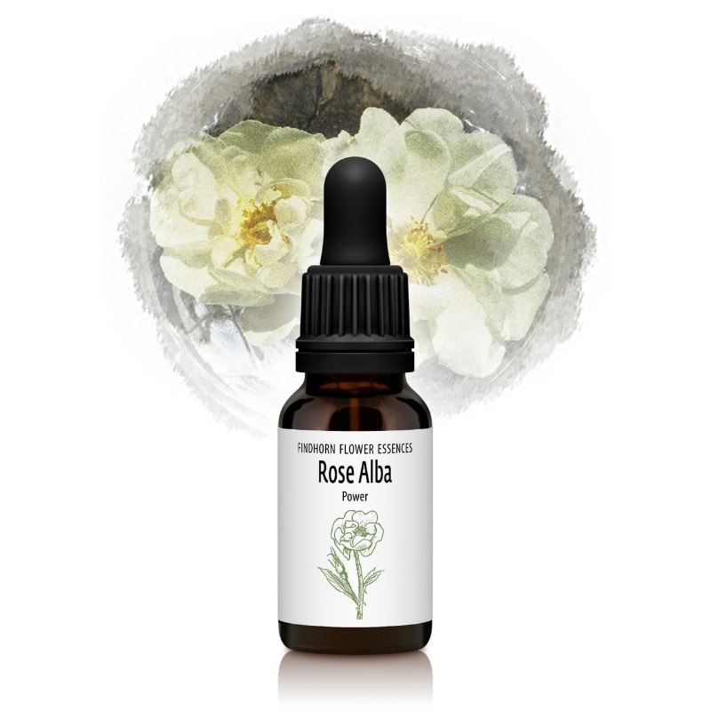 ローズアルバ（愛そうとする心と無限の力）《フィンドホーン